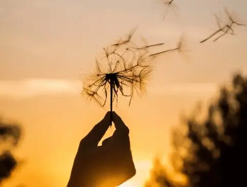 A person holding onto a dandelion in the sunset.