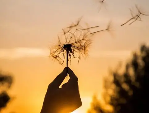 A person holding a dandelion in the air.