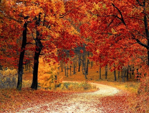 A road through the woods with red leaves on it.